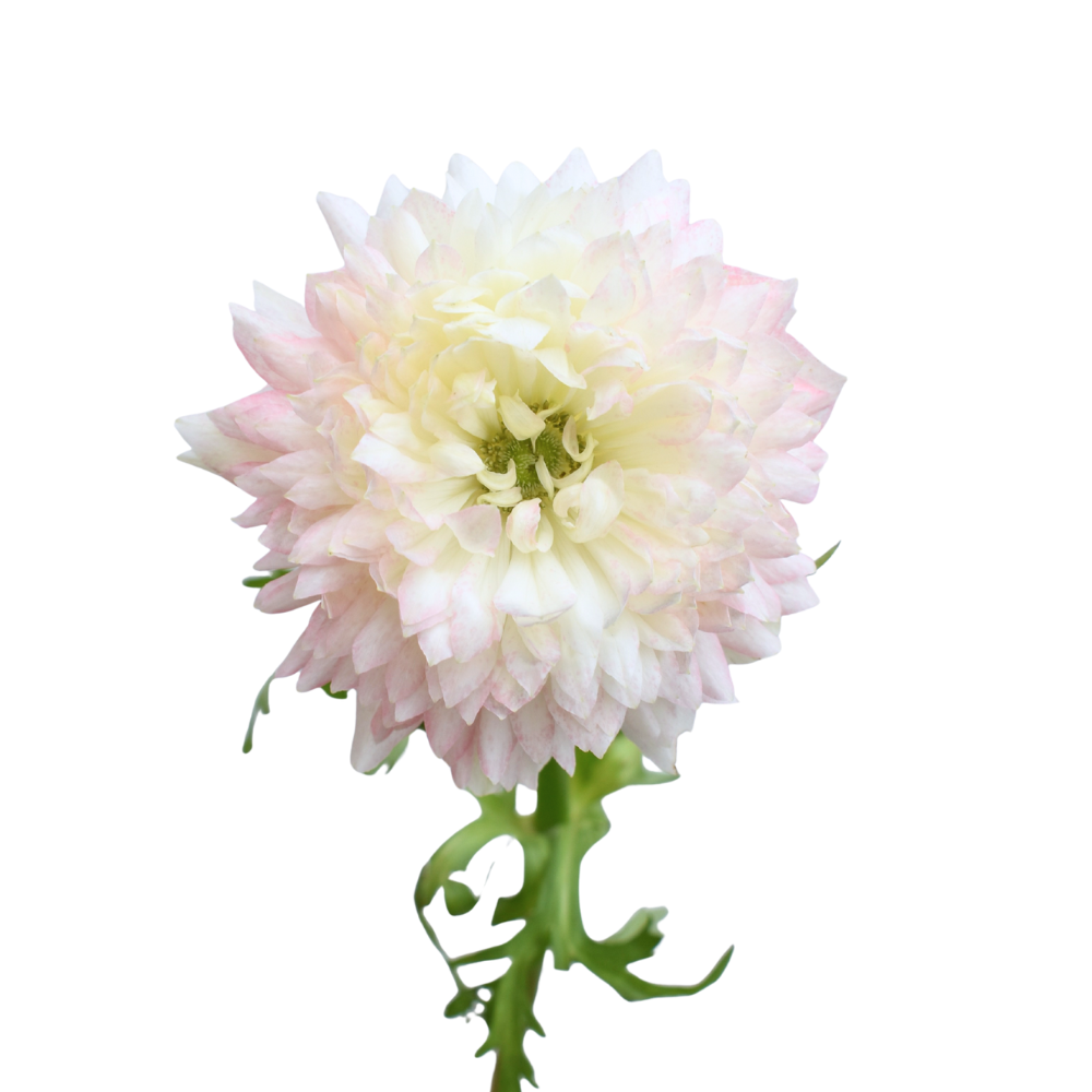 Anemone Levante Pale — wholesale