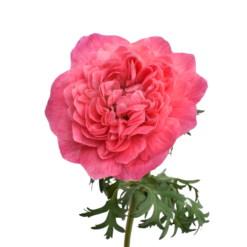 Anemone Levante Pink — wholesale roses