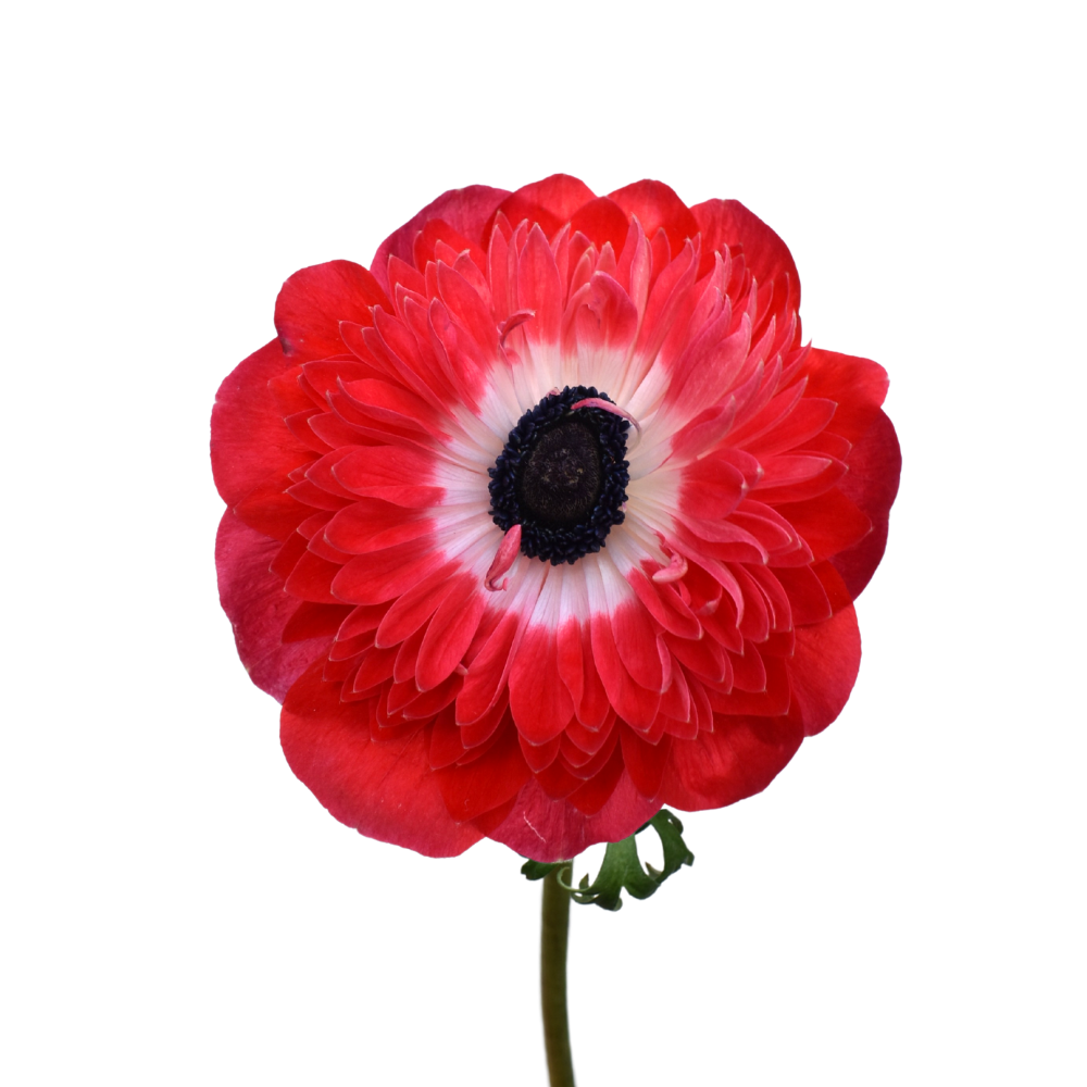 Anemone Levante Red — wholesale