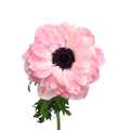 Anemone Levante Rosa Chiaro — wholesale