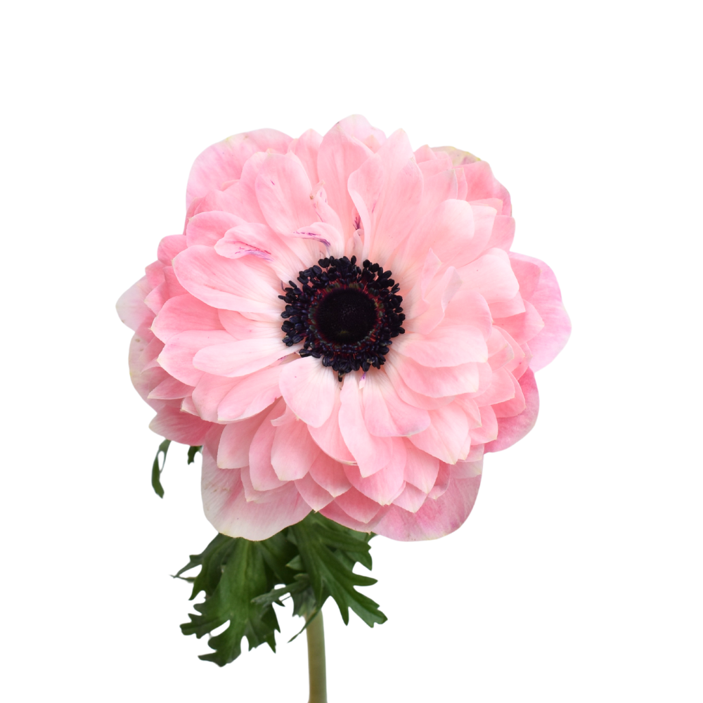 Anemone Levante Rosa Chiaro — wholesale