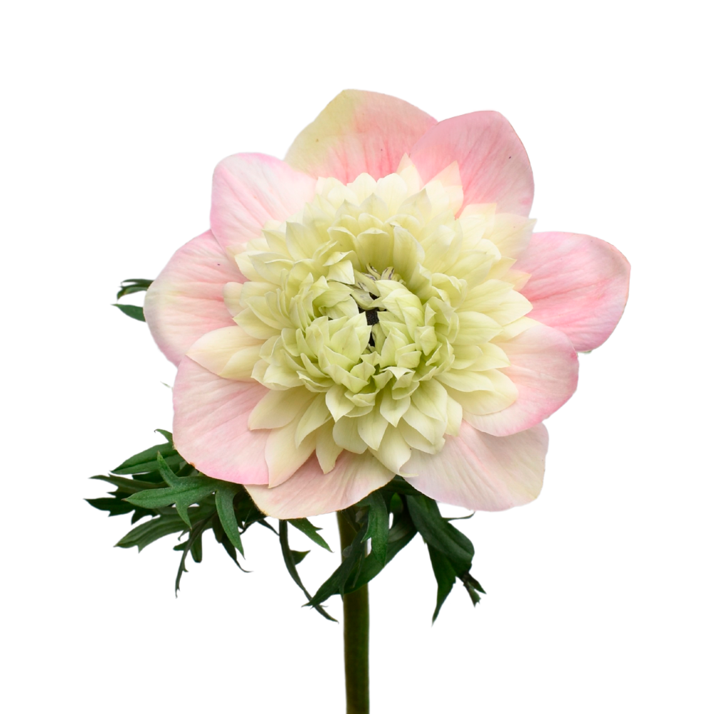 Anemone Levante Rosa Chiaro 2 — wholesale