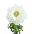 Anemone Levante White — wholesale roses