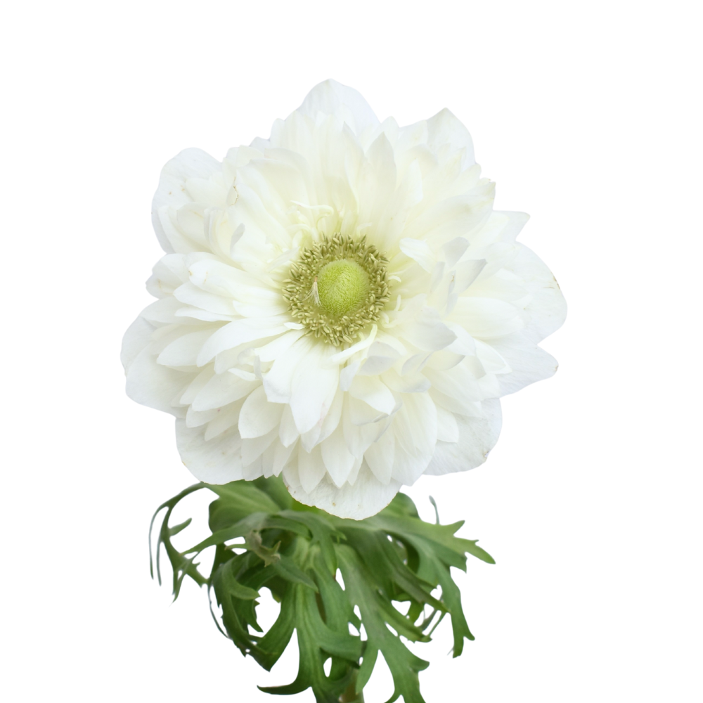 Anemone Levante White — wholesale roses