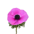 Magenta 2 Anemone — wholesale