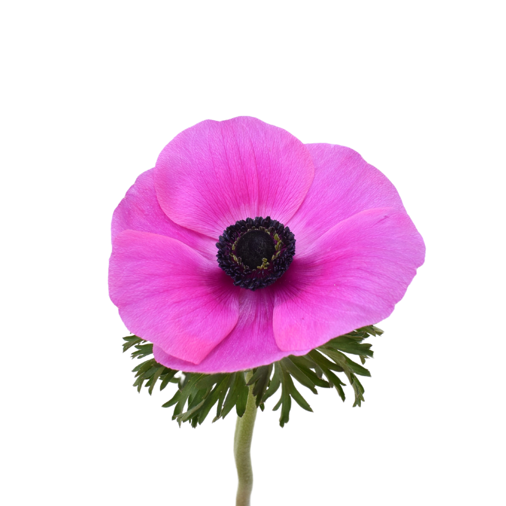 Magenta 2 Anemone — wholesale