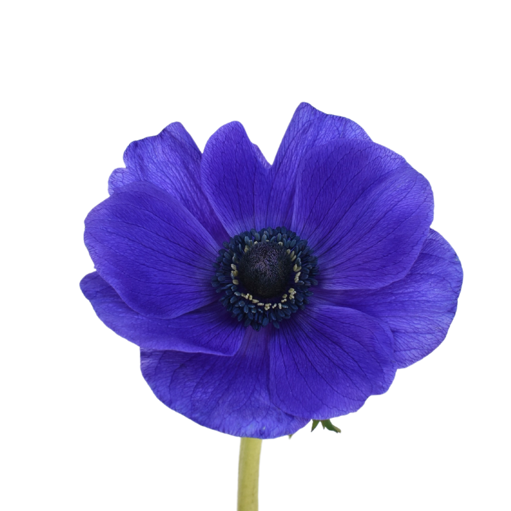 Blue 2 Anemone — wholesale