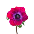 Anemone Mistral Hot Pink — wholesale roses