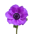 Anemone Mistral Purple — wholesale