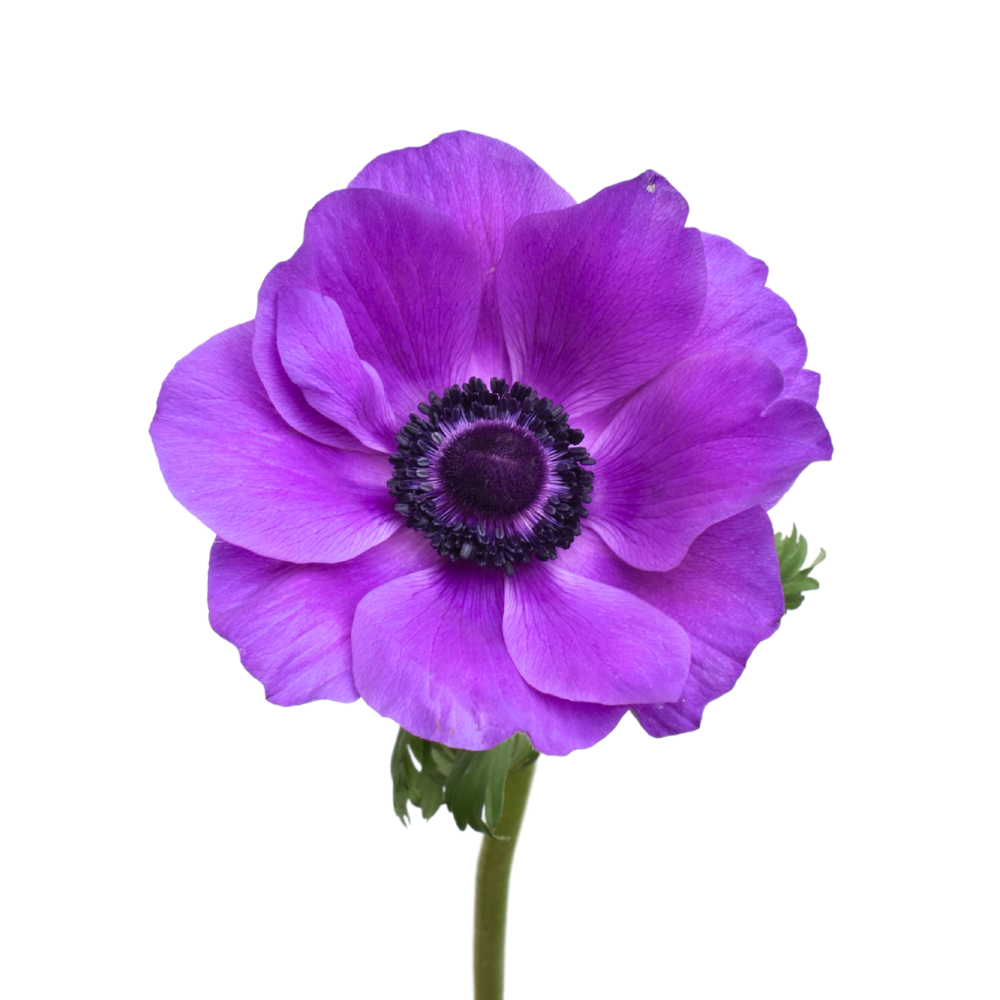 Anemone Mistral Purple — wholesale