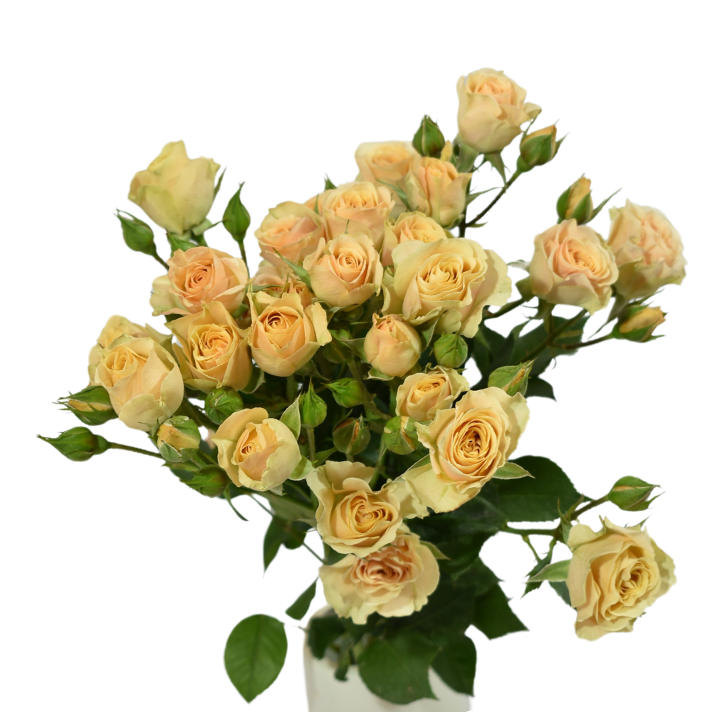 Apricot Spray Rose Peach — wholesale