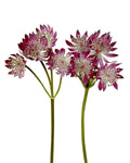 Astrantia Burgundy — wholesale