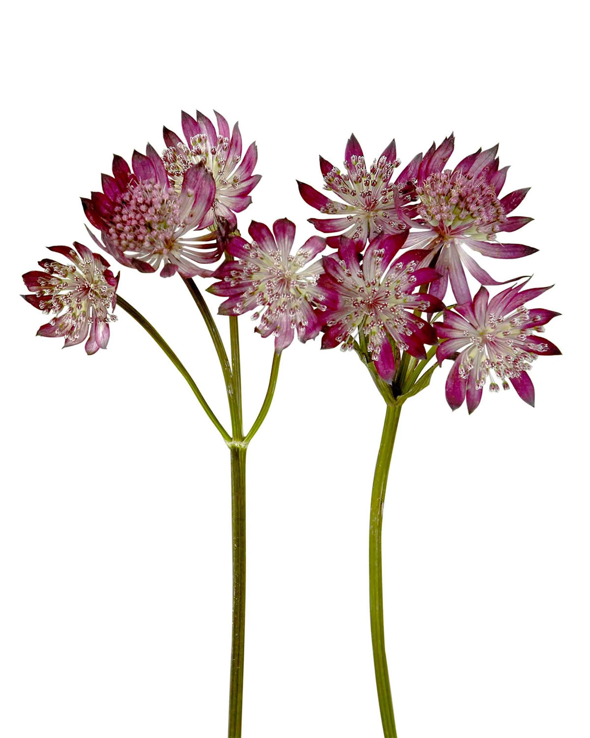 Astrantia Burgundy — wholesale