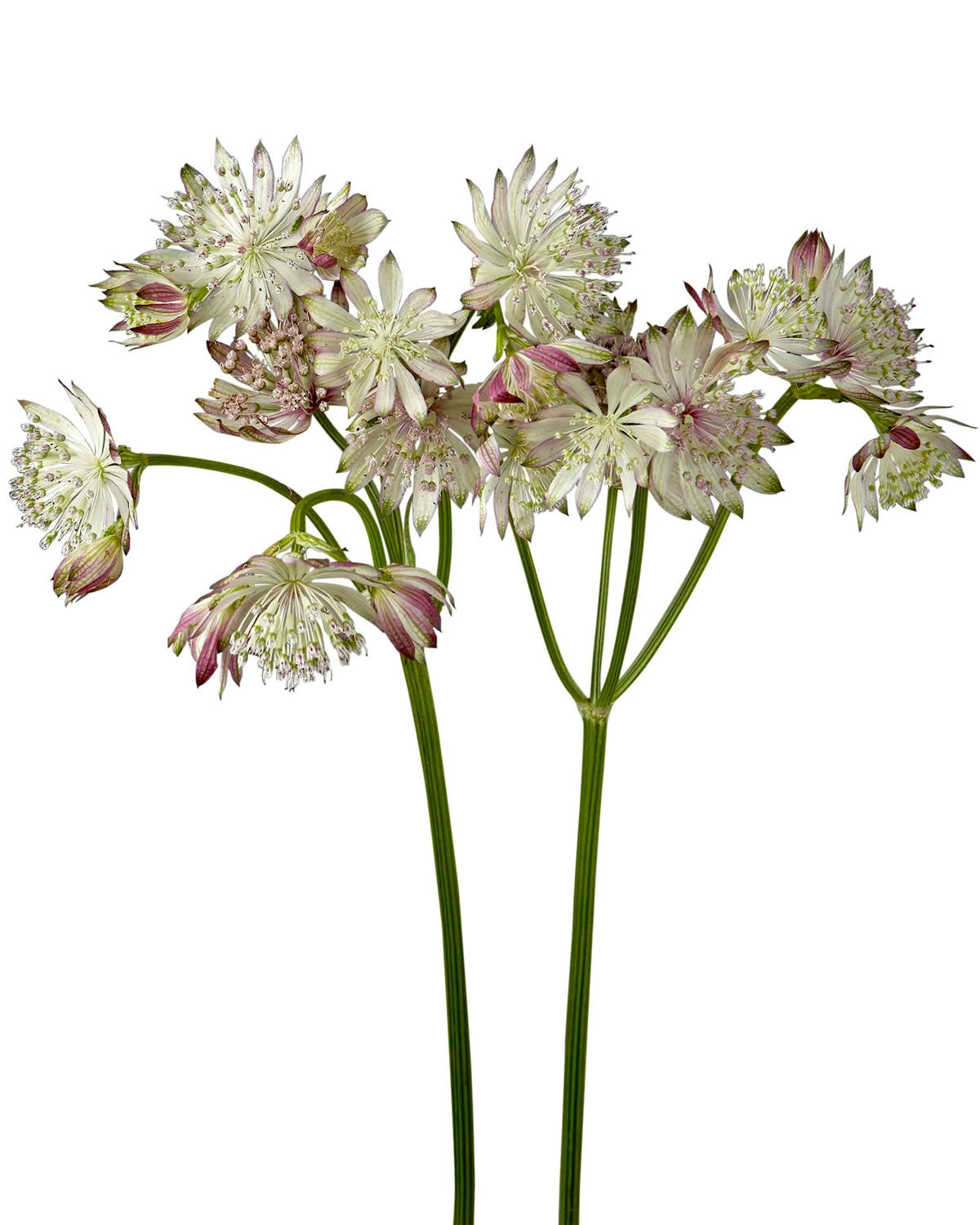 Y Astrantia Light Pink — wholesale roses