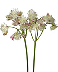 Astrantia Light Pink — wholesale