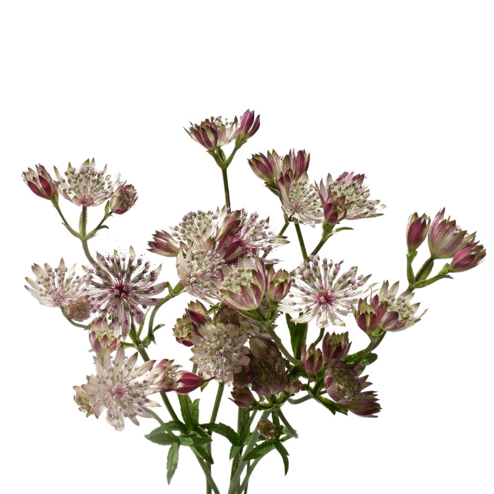 Astrantia Pink — wholesale