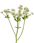 Y Astrantia White — wholesale roses