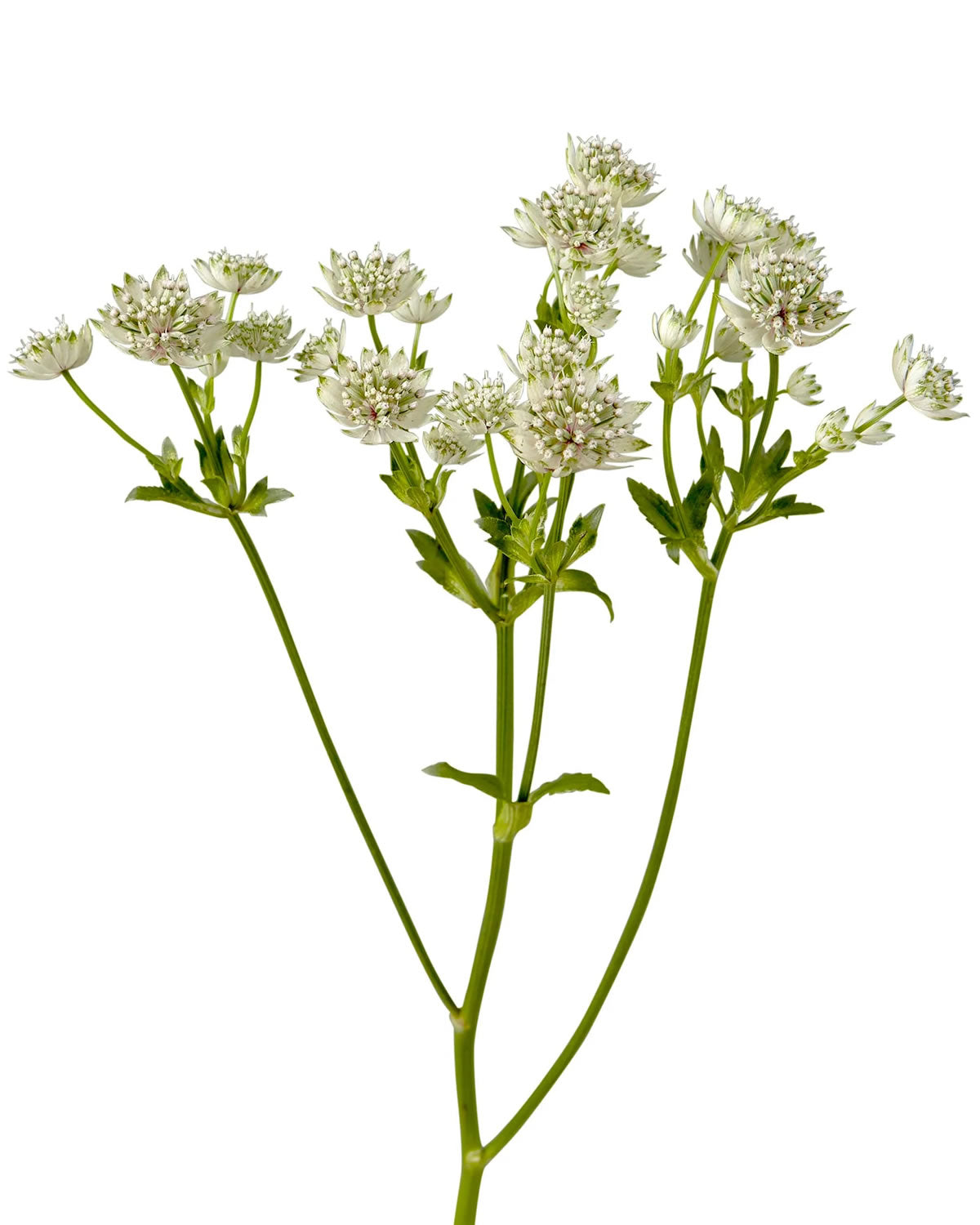 Y Astrantia White — wholesale roses