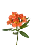 Astromelia Orange — wholesale