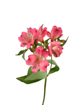 Astromelia Pink — wholesale