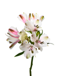 Astromelia White — wholesale