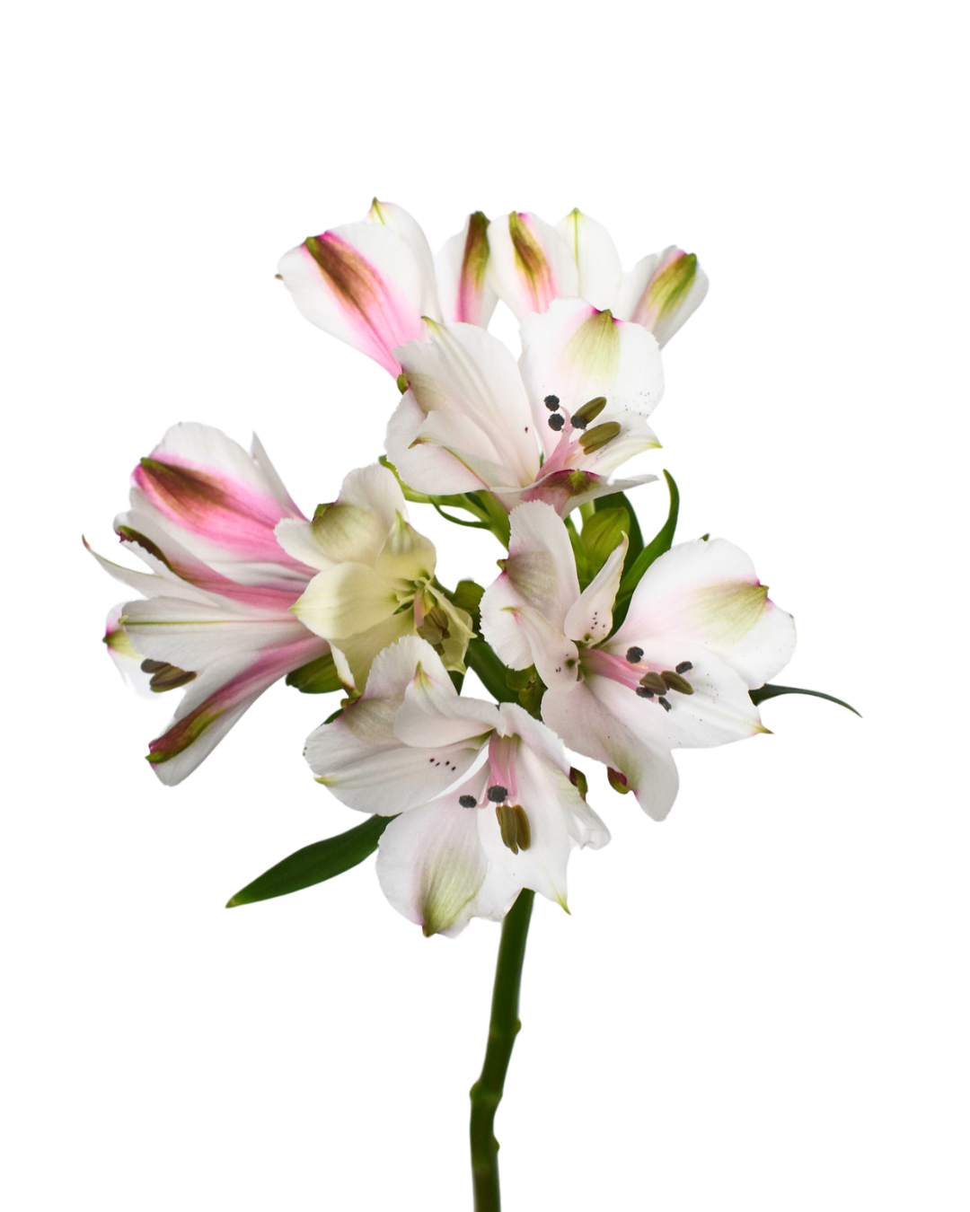 Astromelia White — wholesale