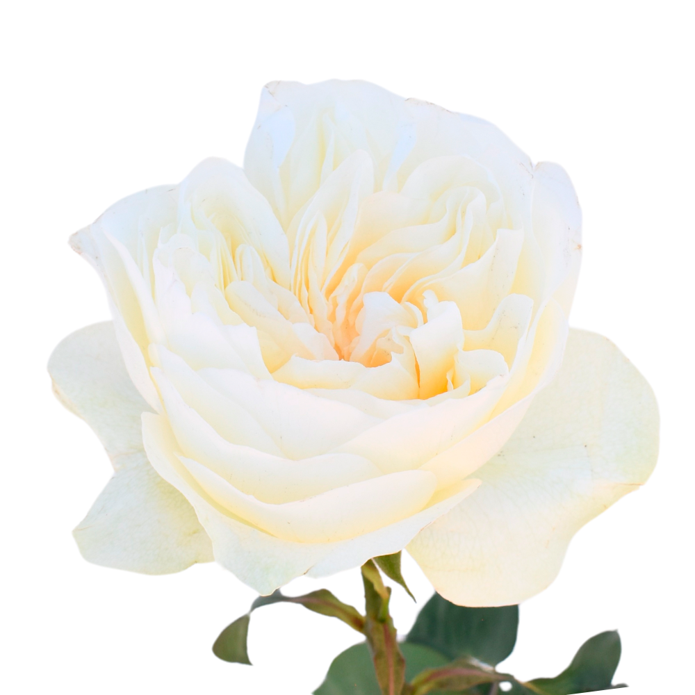 Aurora Garden — wholesale roses