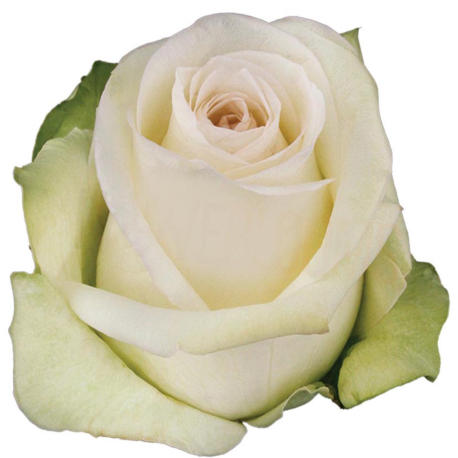 Alba Rose, wholesale white roses