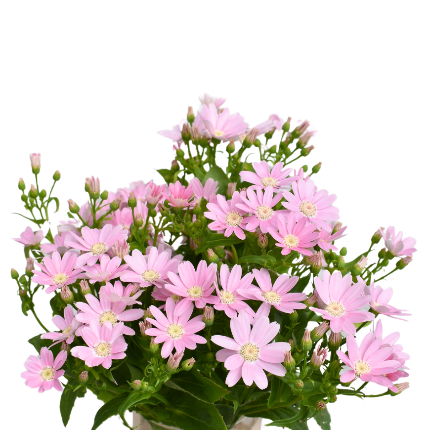 Alice Anemone — wholesale