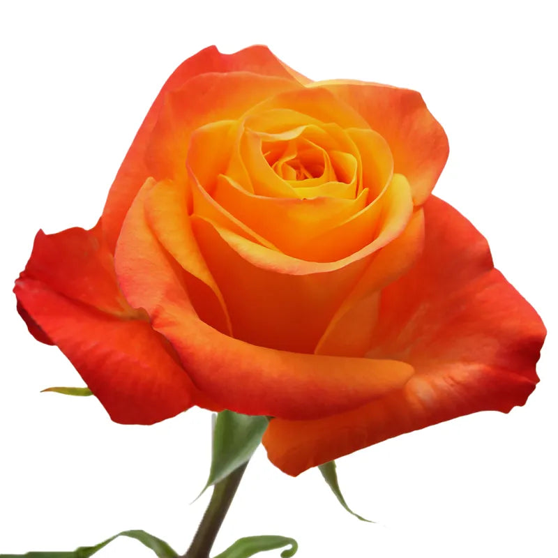 Aloha Rose