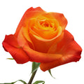 Aloha Rose