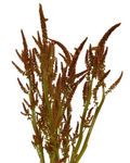 Amaranthus Hot Biscuits — wholesale