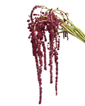 Amaranthus Pony Tails — wholesale