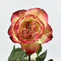 Apple Jack — wholesale roses