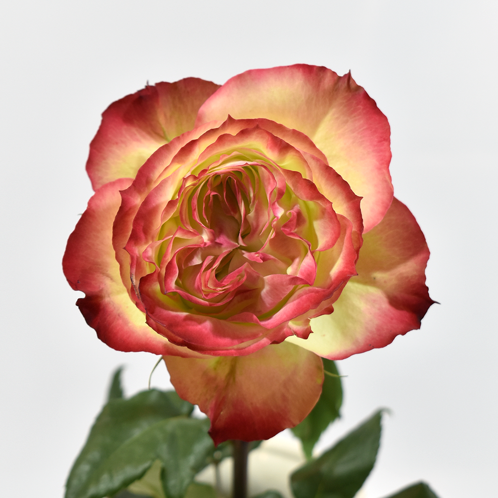 Apple Jack — wholesale roses