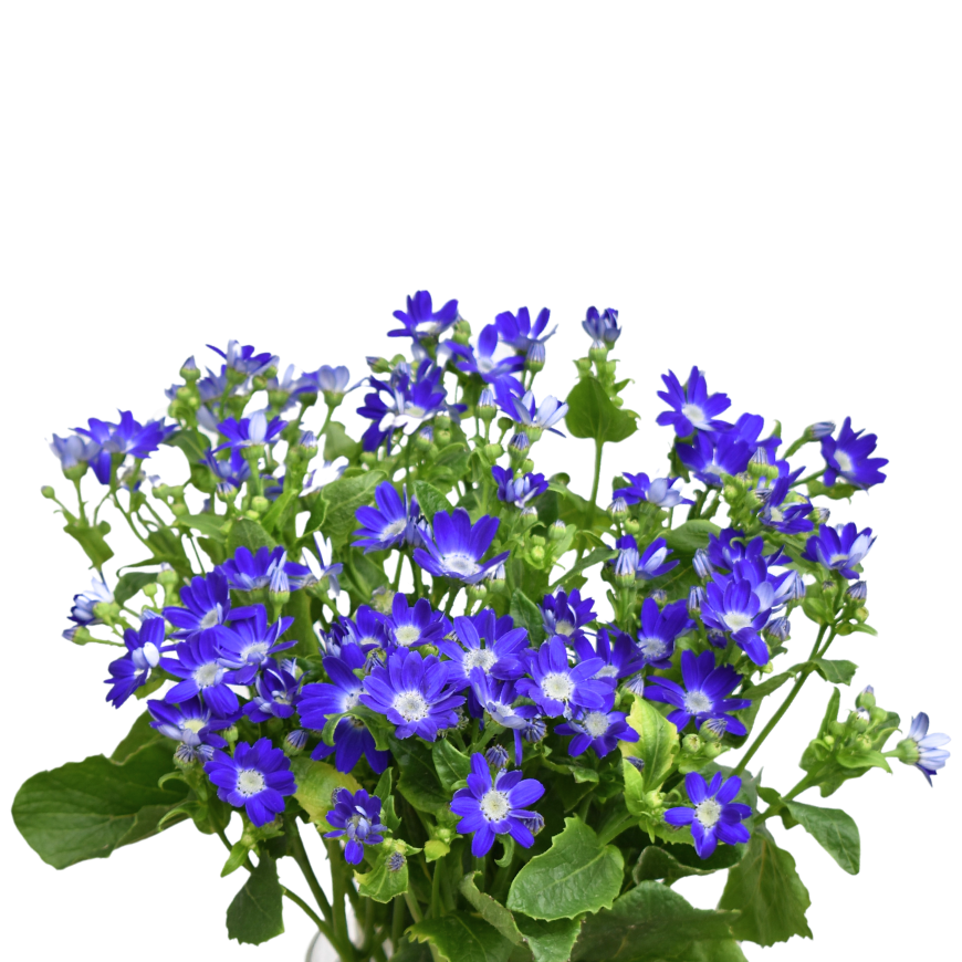 Ariel Anemone — wholesale