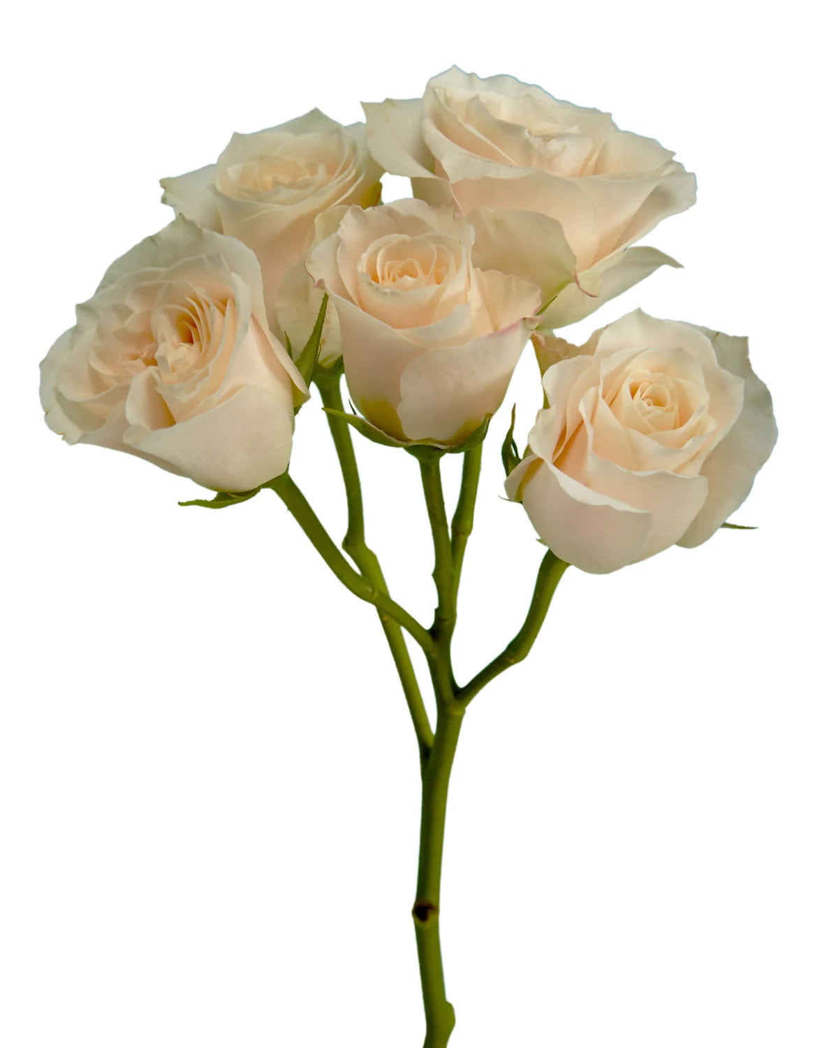 Bali Spray Rose Peach — wholesale