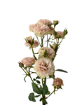 Be Amazing Spray Rose — wholesale