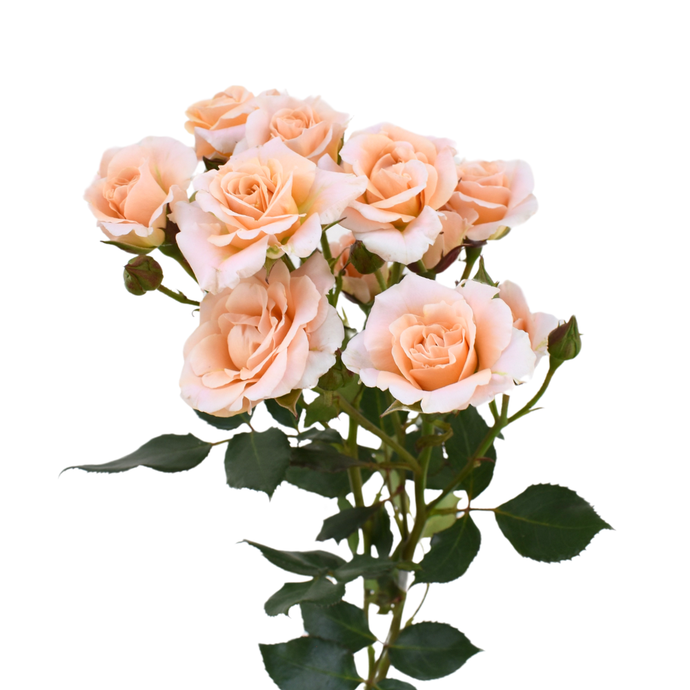 Be Gentle Rose — wholesale