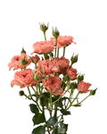Be Nice Spray Rose Light Pink — wholesale
