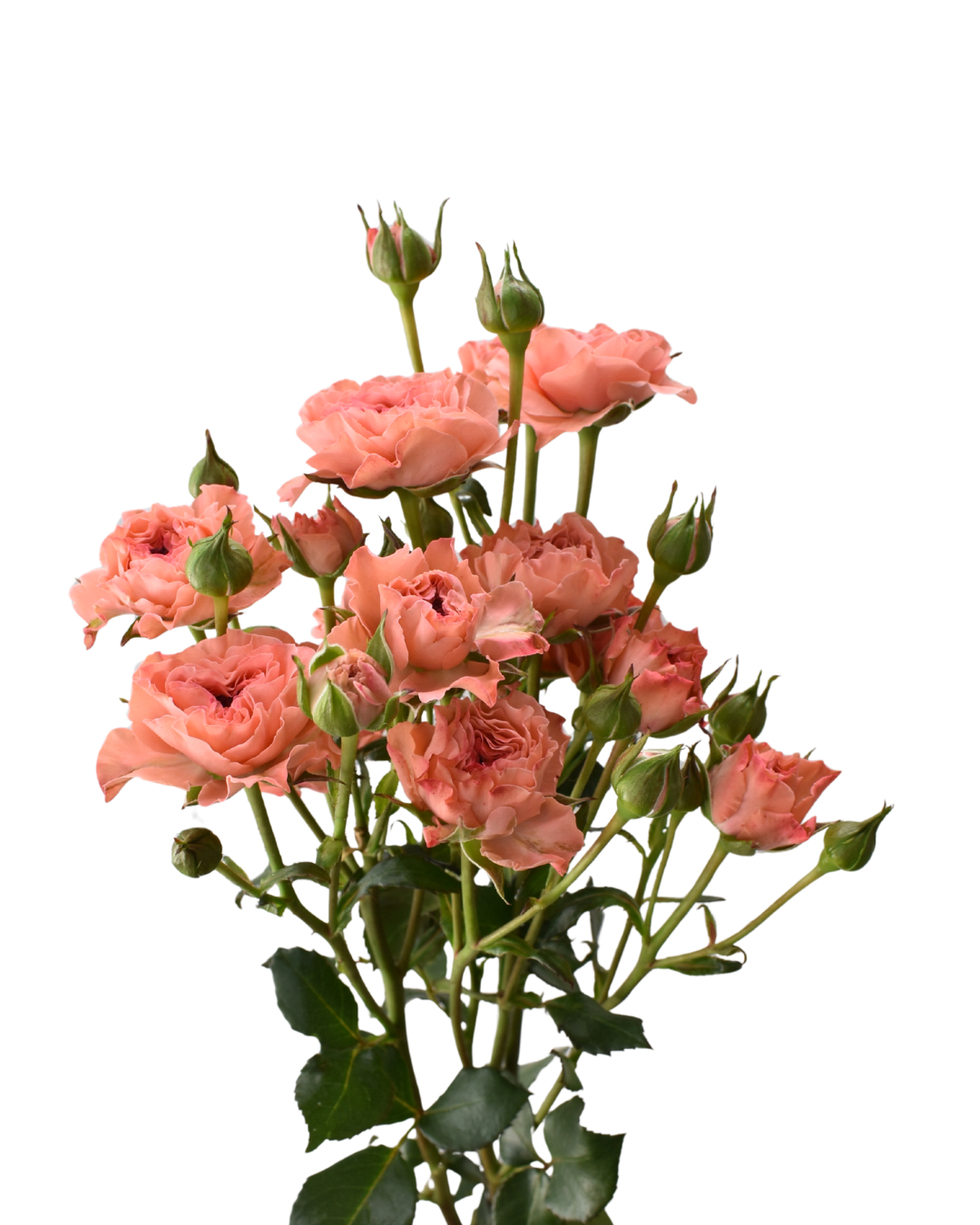Be Nice Spray Rose Light Pink — wholesale