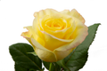 Bella Donna Rose, wholesale yellow roses