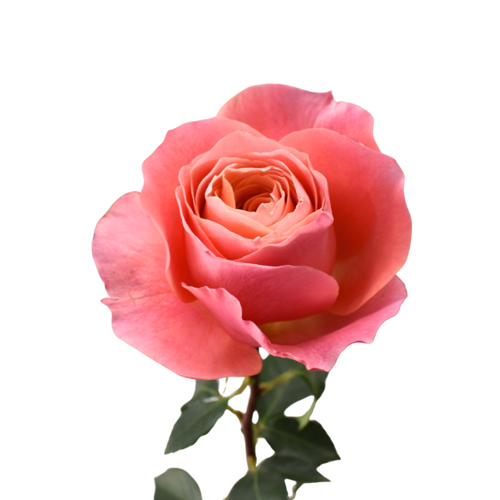 Bite More Garden Rose — wholesale