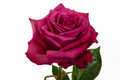 Blueberry Rose, wholesale lavender roses