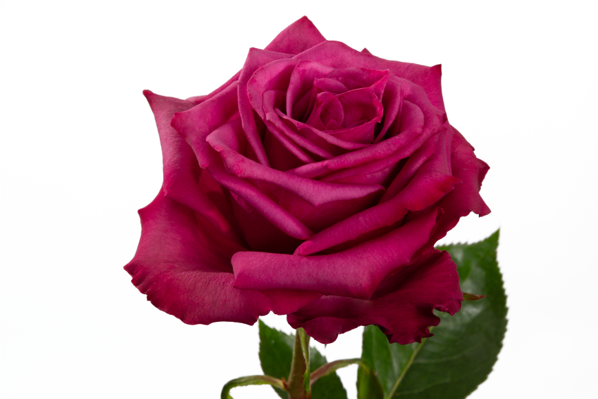 Blueberry Rose, wholesale lavender roses