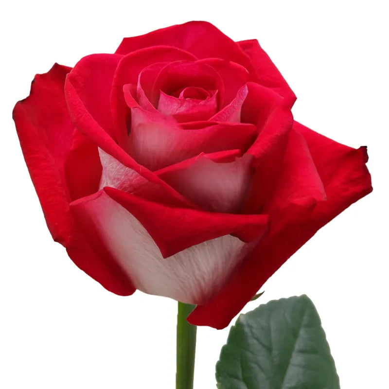 Bluez Rose