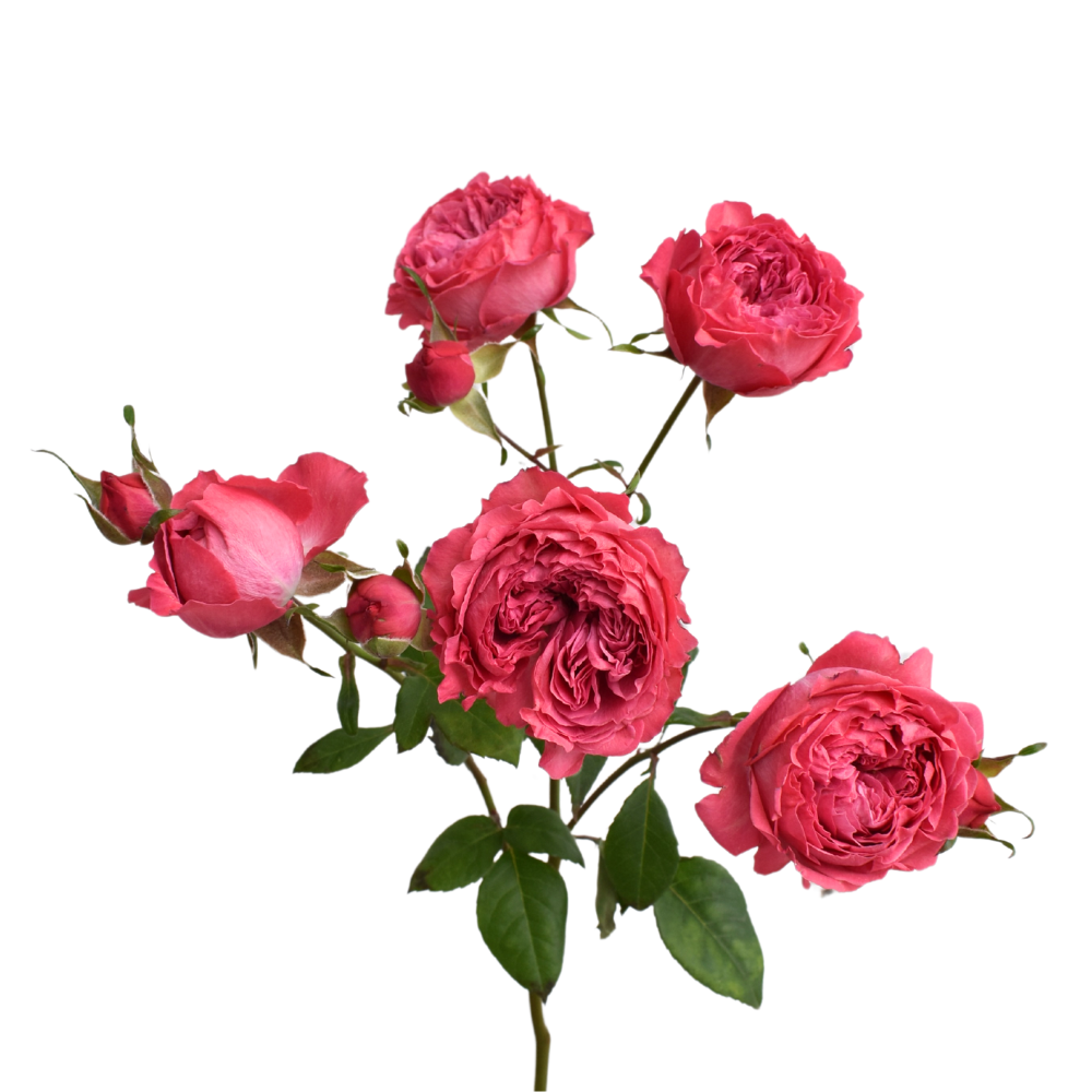 Boomerang Spray Rose — wholesale