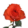 Bromo — wholesale roses