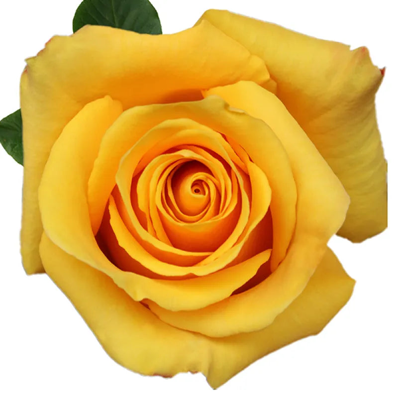 Bumblebee Rose