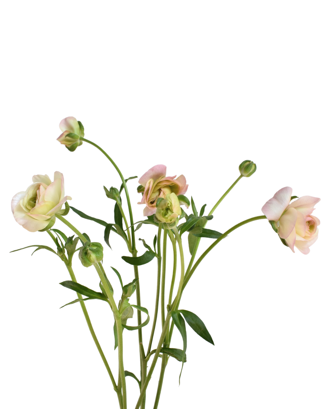 Ariadne Lightpink Ranunculus